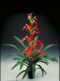 /album/fotogaleria-guzmania/images-8-jpg/